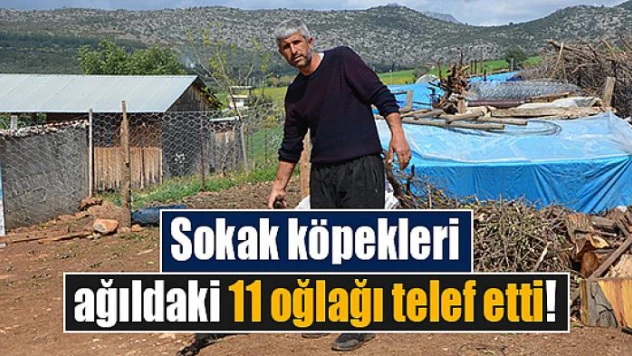 Sokak köpekleri ağıldaki 11 oğlağı telef etti!