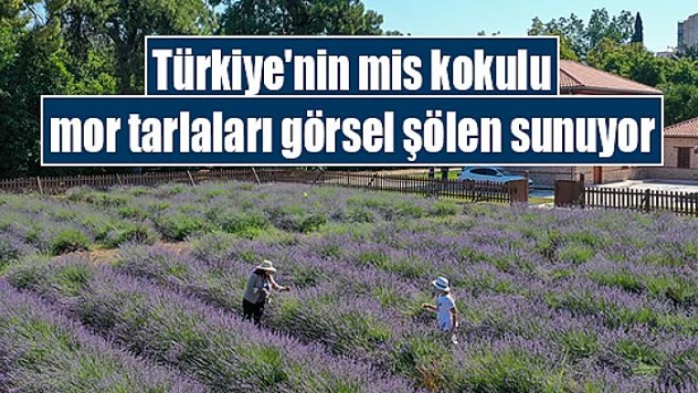 Türkiye'nin mis kokulu mor tarlaları görsel şölen sunuyor