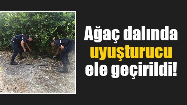 Ağaç dalında uyuşturucu ele geçirildi!