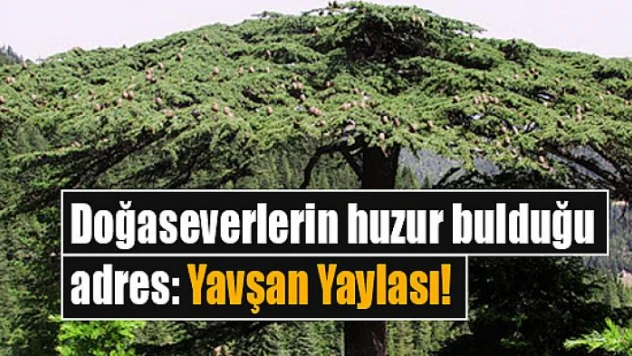 Doğaseverlerin huzur bulduğu adres! Yavşan Yaylası