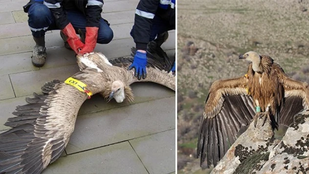 Belgrad'ta halkalanan akbabayı, Kahramanmaraş'ta çobanlar buldu!