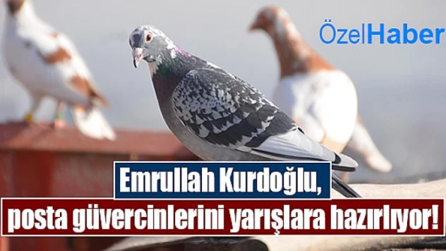 Emrullah Kurdoğlu, posta güvercinlerini yarışlara hazırlıyor