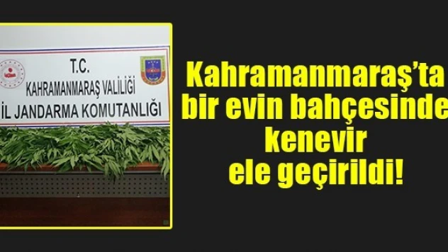 Kahramanmaraş'ta bir evin bahçesinde kenevir ele geçirildi!