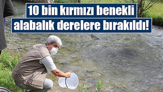 10 bin kırmızı benekli alabalık derelere bırakıldı