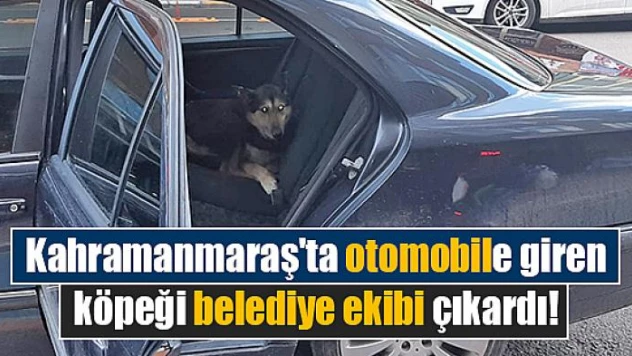 Kahramanmaraş'ta otomobile giren köpeği belediye ekibi çıkardı!