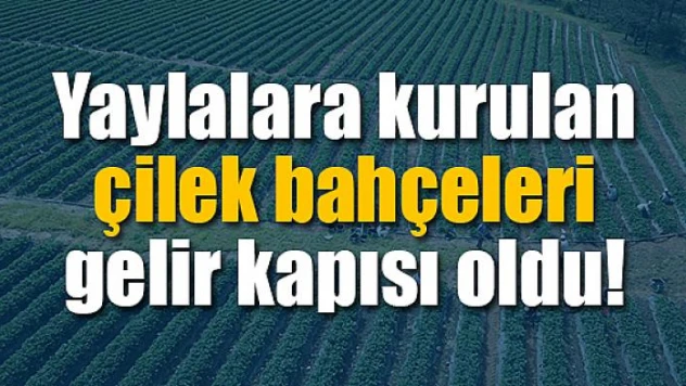 Yaylalara kurulan çilek bahçeleri gelir kapısı oldu
