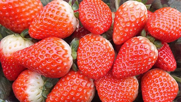 Bir yılda 500 dönüme ulaştı!