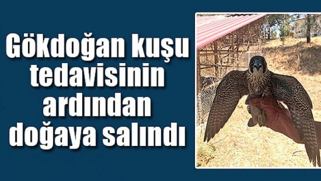 Gökdoğan kuşu tedavisinin ardından doğaya salındı