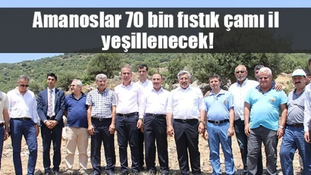 Amanoslar 70 bin fıstık çamı ile yeşillenecek!
