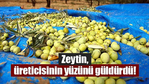 Zeytin, üreticisinin yüzünü güldürdü!