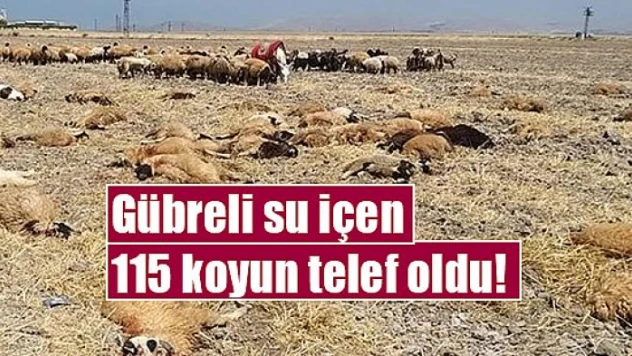 Gübreli su içen 115 koyun telef oldu