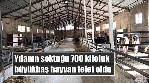 Yılanın soktuğu 700 kiloluk büyükbaş hayvan telef oldu