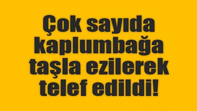 Çok sayıda kaplumbağa taşla ezilerek telef edildi