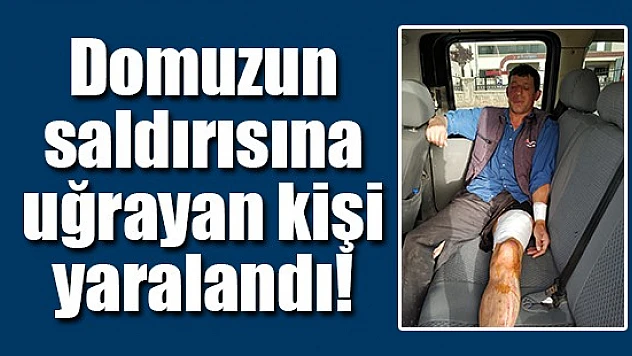 Domuzun saldırısına uğrayan kişi yaralandı