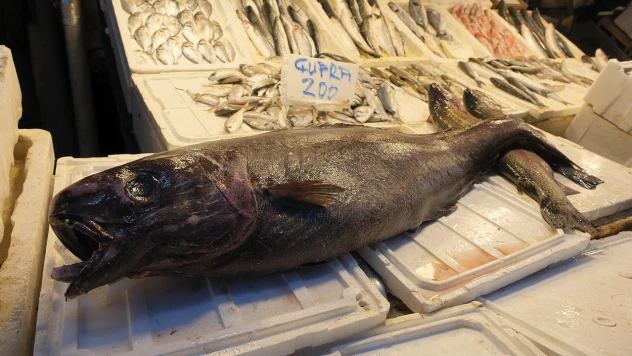 1,5 metre uzunluğunda 25 kilogramlık siyah dümen balığı avlandı