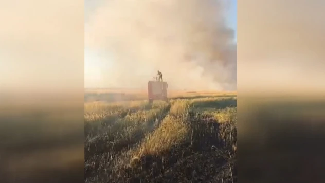 155 dönüm buğday ekili alan zarar gördü