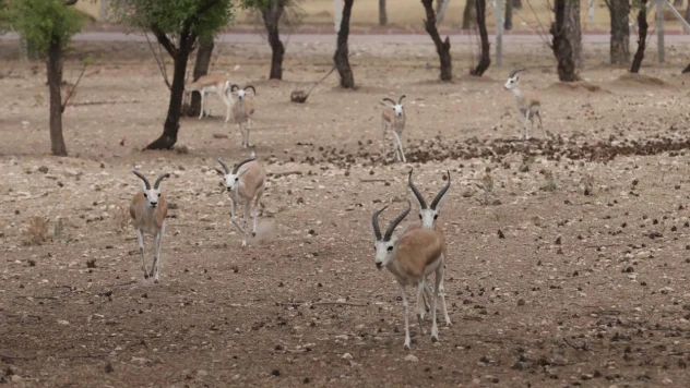 2009'da deneme amaçlı getirilen 2 Asya ceylanının sayısı 30'a ulaştı
