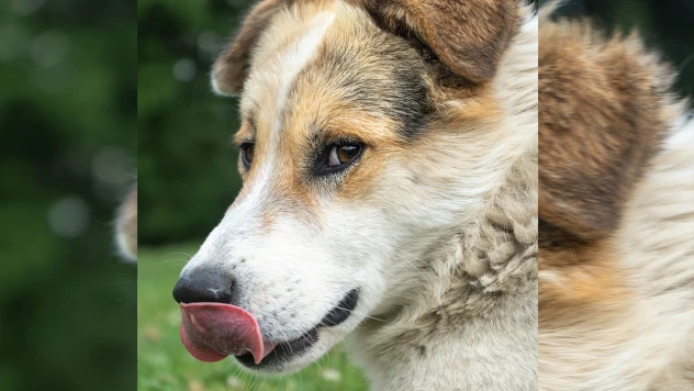 2023'te kuduz vakası sayısı arttı