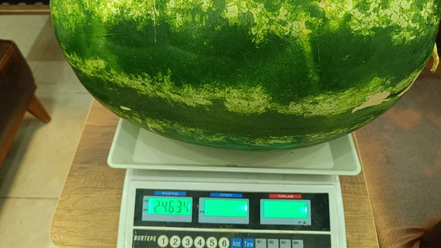 24 kilo 634 gramlık karpuz üretildi