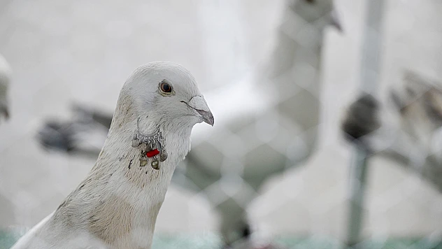 29. Türkiye Filo Güvercin Güzellik Yarışması düzenlendi