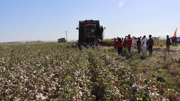 290 bin dekar alanda pamuk hasadı başladı