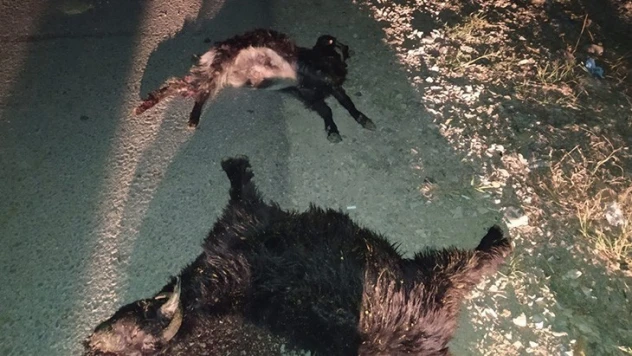 3 aracın çarptığı sürüdeki 23 keçi telef oldu