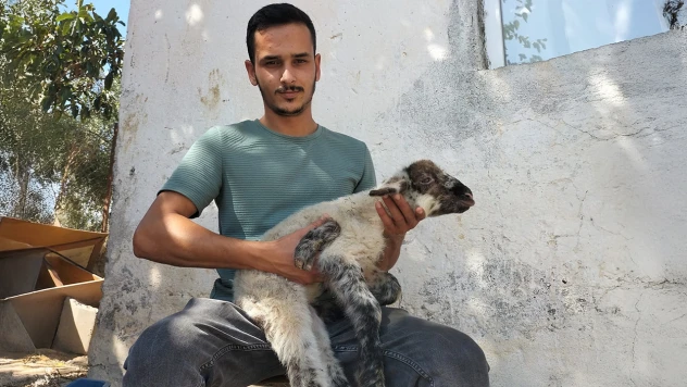 5 ayaklı doğan kuzu dikkati çekti