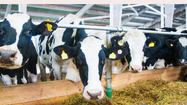 6 ilde daha hayvan pazarları bugün açıldı