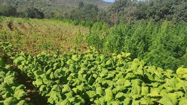 65 ayrı noktada, 9 şüpheli gözaltına alındı