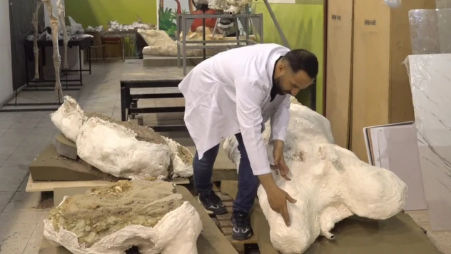 7,7 milyon yıllık 3 fil kafatası gün yüzüne çıkıyor