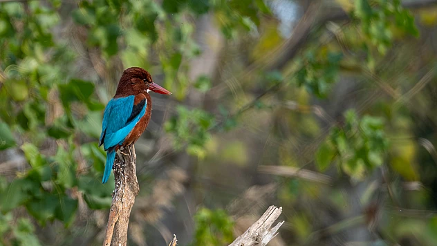 Adana, Hatay, Mersin, Kayseri, Osmaniye ve Niğde'de 287 bin 254 su kuşu sayıldı