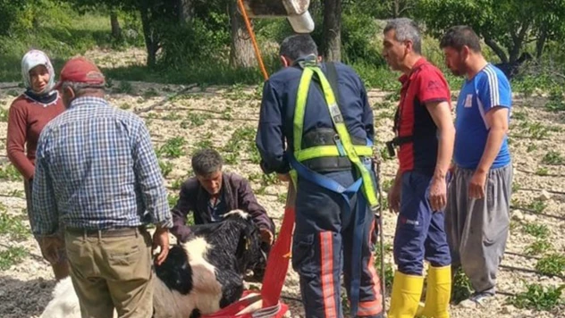 Ahırdan kaçan dana su kuyusuna düştü