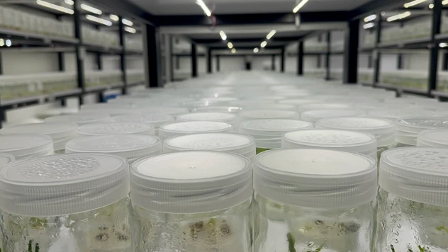 Ak zambağın üretim süresinin kısalması için çalışma başlatıldı