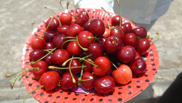 Amanos Dağları eteklerindeki kiraz hasadı başladı