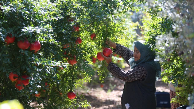 Antalya nar üretiminde ve ihracatında ilk sırada