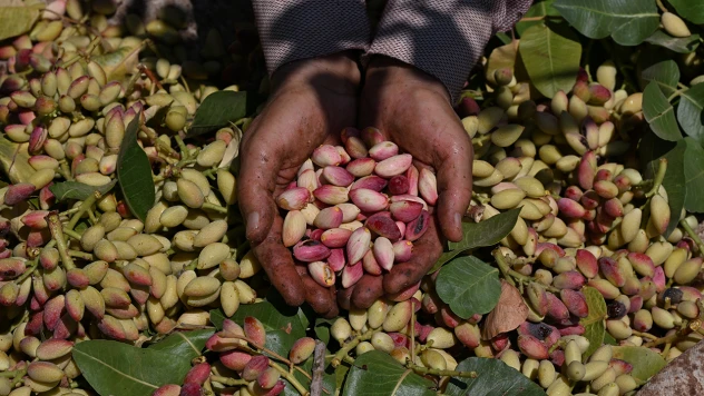 Antep fıstığının ilk hasadı davul zurna eşliğinde yapıldı