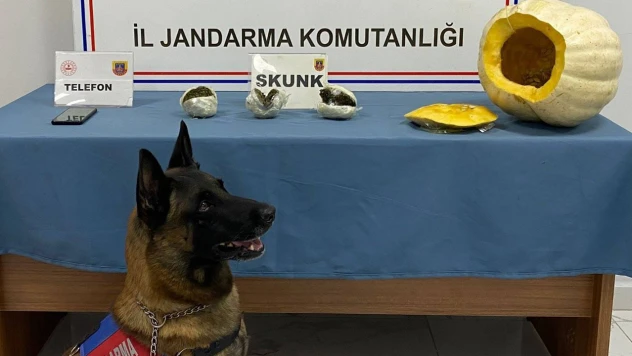 Bal kabağının içine uyuşturucu gizleyen zanlı tutuklandı