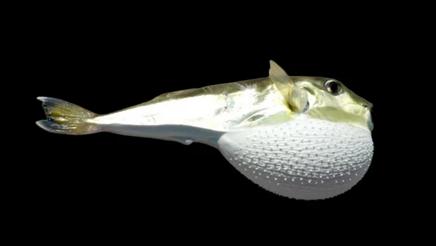 Balon balığı avcılığına yönelik destekleme tutarı artırıldı