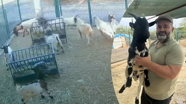 Başına poşet geçen keçi, sürüsünü korkuttu