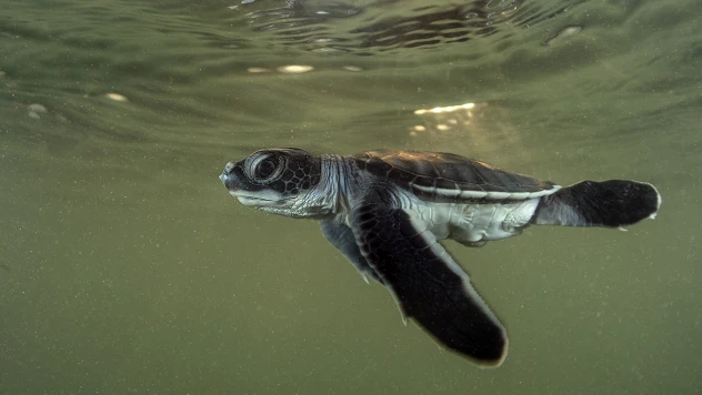 Belek sahillerinde kaplumbağa yavruları denizle buluştu