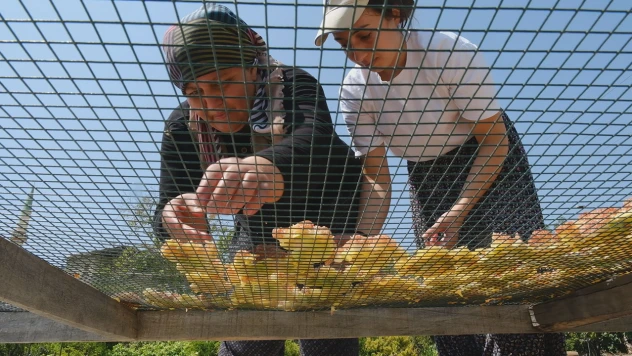 Beyaz incirde hasat sürdürülüyor