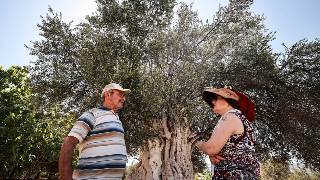 Bin 316 yaşındaki anıt ağaç, zeytin vermeye devam ediyor