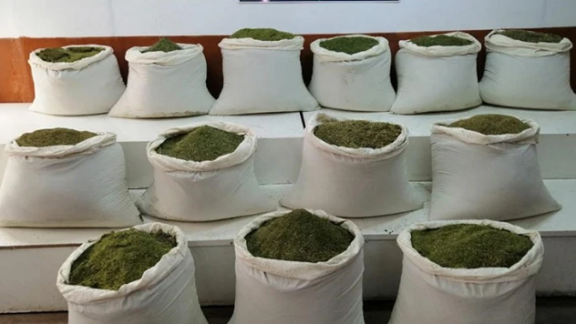 Binlerce kök kenevir ve yüzlerce kilo esrar maddesi ele geçirildi