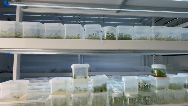 Bitki kök hücresinden kırışıklık giderici krem geliştirildi