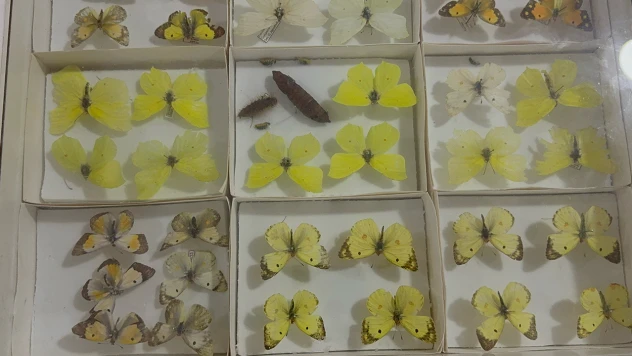 Böcek Müzesi bilime ve doğa farkındalığına katkı sunuyor