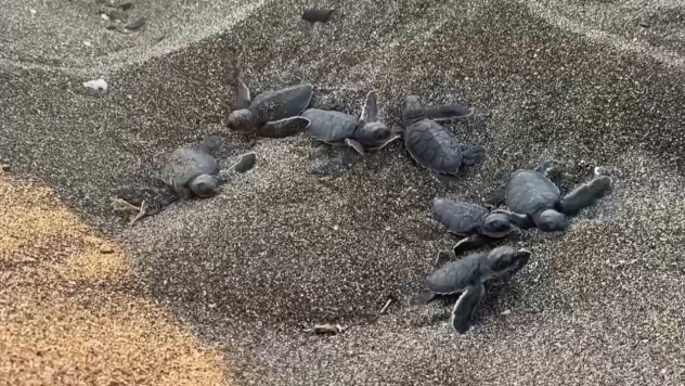 Bu sezon 210 bin kaplumbağa yavrusu denizle buluştu