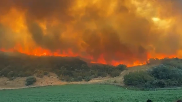 Bursa'da orman yangını