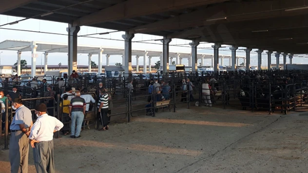 Canlı Hayvan Borsası'nda padok kiralama işlemleri başladı!