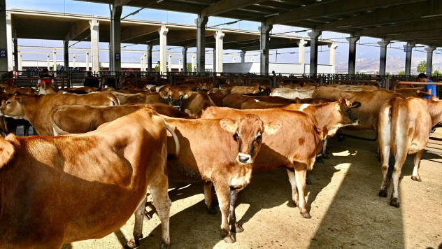 Canlı Hayvan Borsası'nda padok kira ücretleri açıklandı