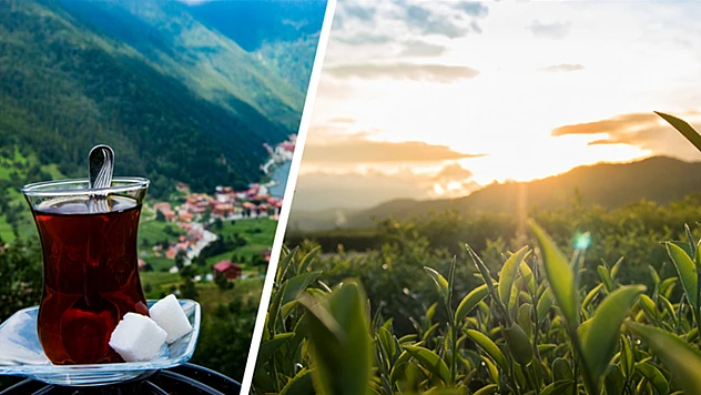 Çay üreticilerine, 363,6 milyon lira destek ödemesi yapılacak